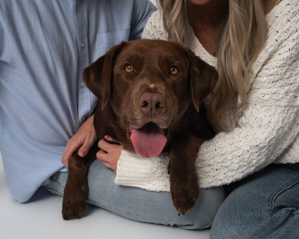 Chocolate Lab rescue dog looking at the camera while sitting between his parents in a studio portrait