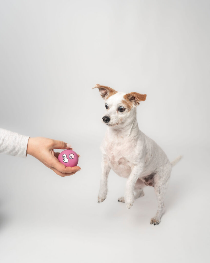 Small dog playing with toy during San Diego dog photography studio session