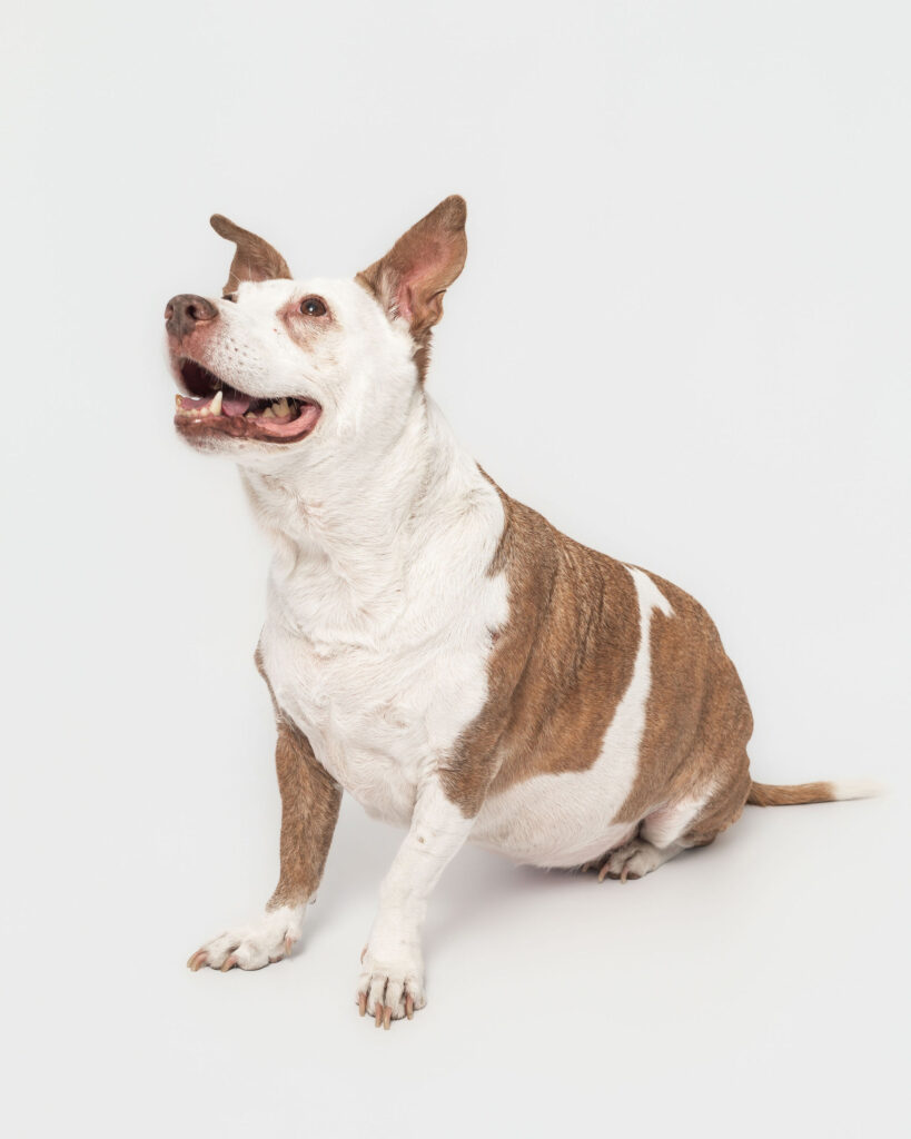 Tan and white senior dog with unique markings in studio portrait