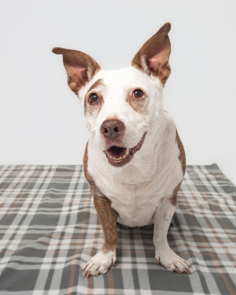 Close-up portrait of senior dog during end of life photography session