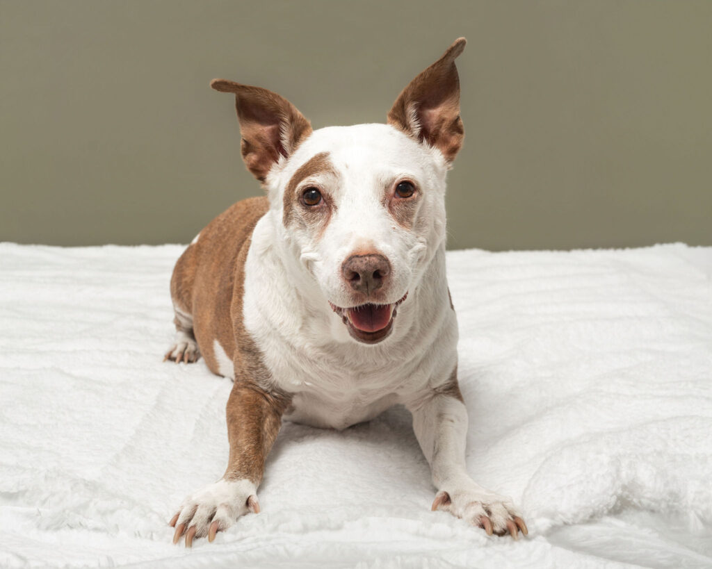 Senior dog resting peacefully during a studio photography session
