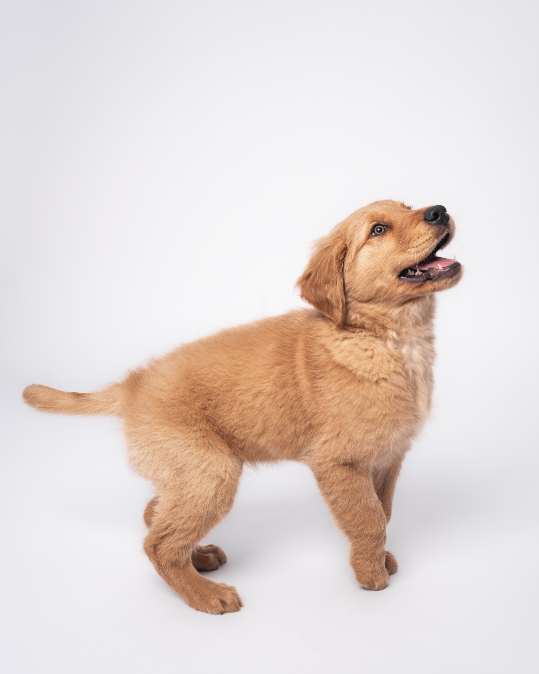 Golden retriever puppy standing and looking up during a studio puppy photoshoot on a white backdrop