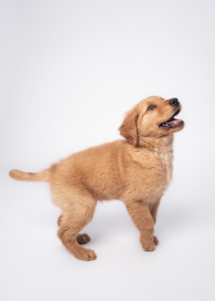 happy puppy in dog photoshoot studio