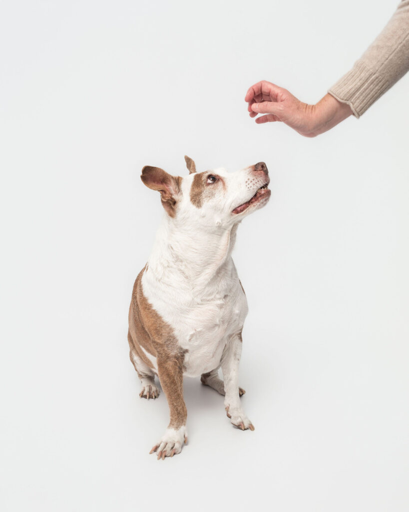 Senior dog and owner sharing stillness during a studio photography session