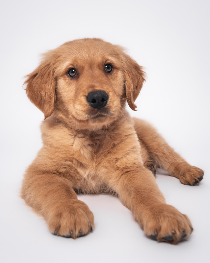 Golden retriever puppy laying down with paws forward during studio puppy portraits san diego