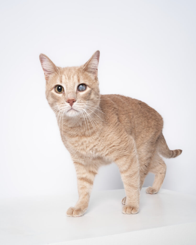 cat portrait in San Diego pet photography studio with soft lighting