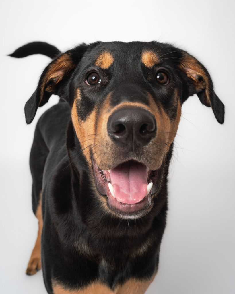 Close-up dog portrait in a San Diego studio session with natural expression and neutral backdrop