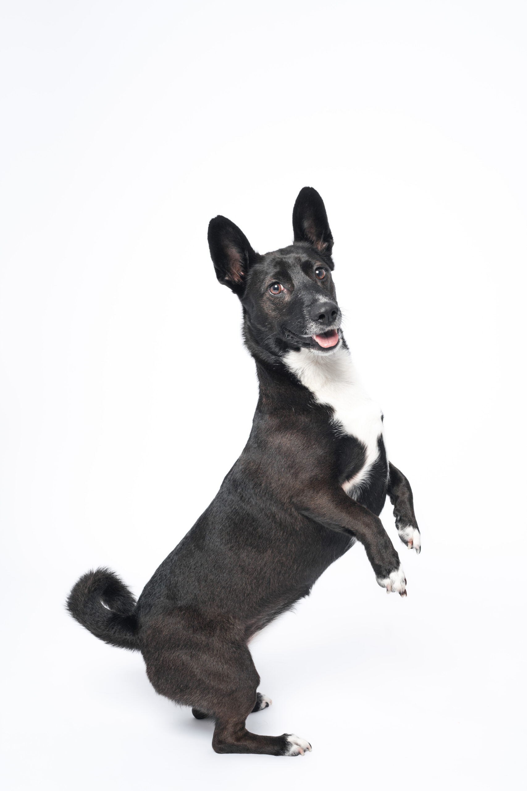 close up dog portrait in San Diego dog photography studio highlighting eyes and soft lighting detail