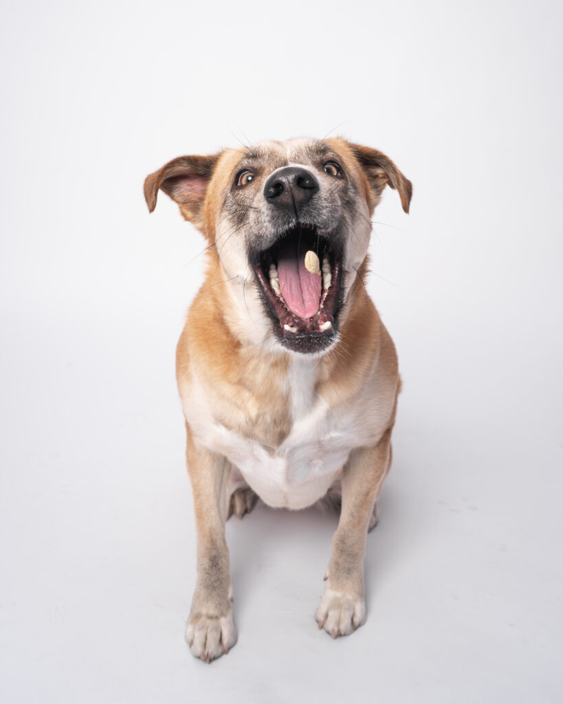dog catching a treat mid air in pet photography studio during playful portrait session in San Diego