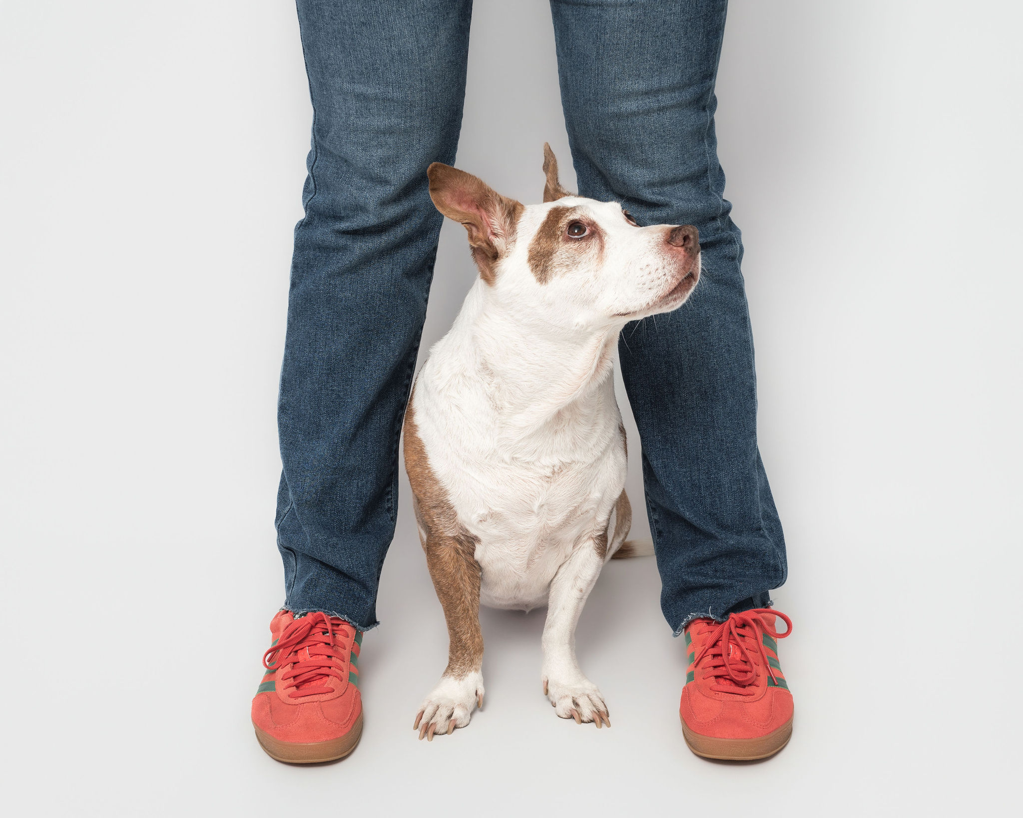 relaxed dog portrait session in San Diego photography studio with soft lighting and clean backdrop