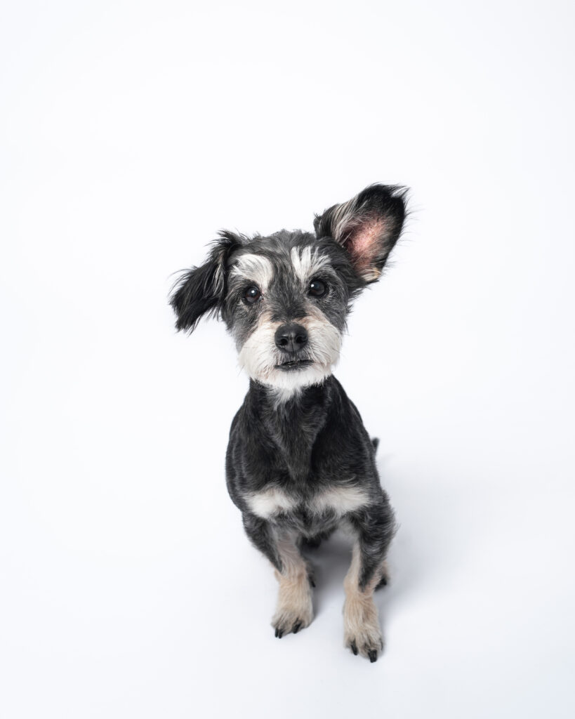 Small black and white rescue dog sitting on a white backdrop during a calm studio photography session in San Diego