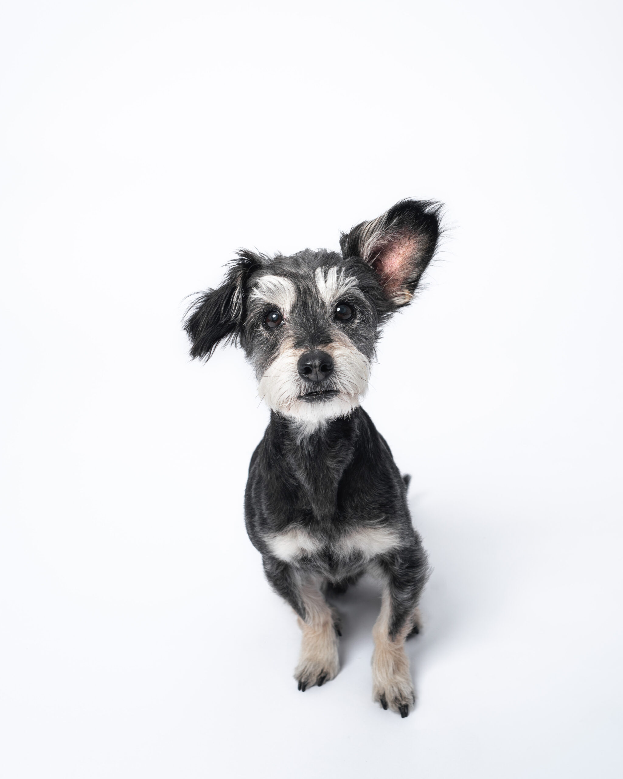 Small black and white rescue dog sitting on a white backdrop during a calm studio photography session in San Diego