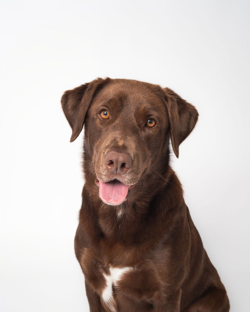 chocolate lab dog headshot portrait in San Diego photography studio with soft lighting and clean background