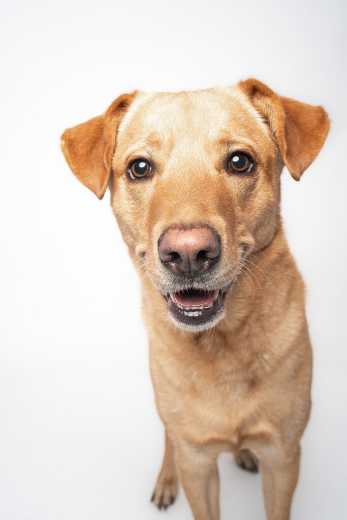 Professional dog headshot in a calm setting with soft lighting and simple background