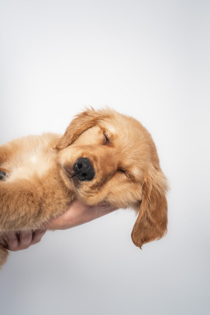 golden retriever puppy portraits 