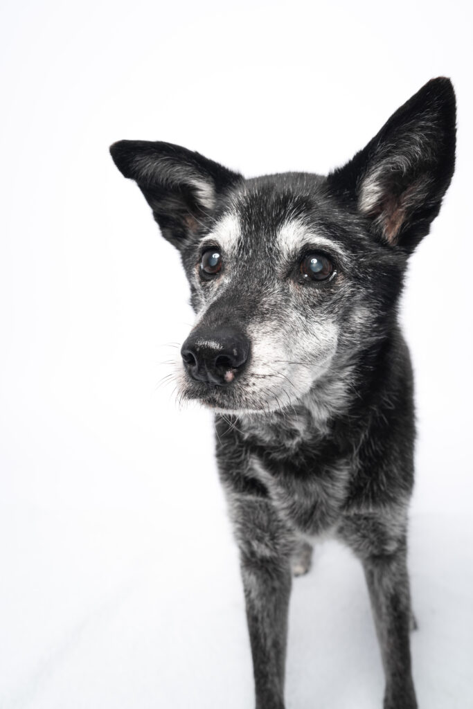 Fine art dog portrait headshot capturing natural expression of a senior pet in a calm environment