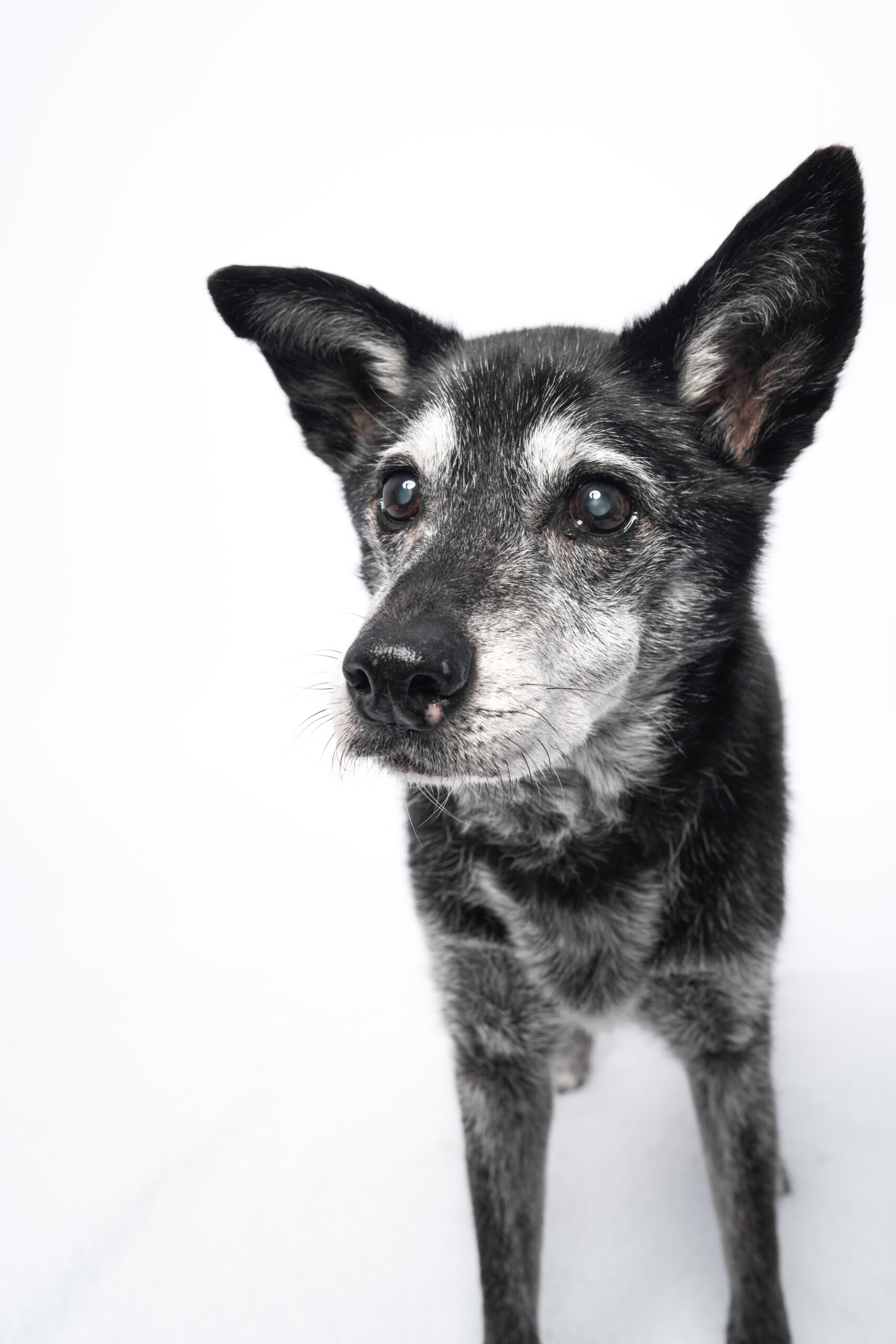 elegant dog headshot of senior dog in studio with minimal backdrop and professional lighting