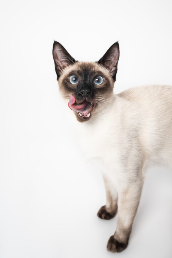cat portrait in photography studio with soft light and minimal background