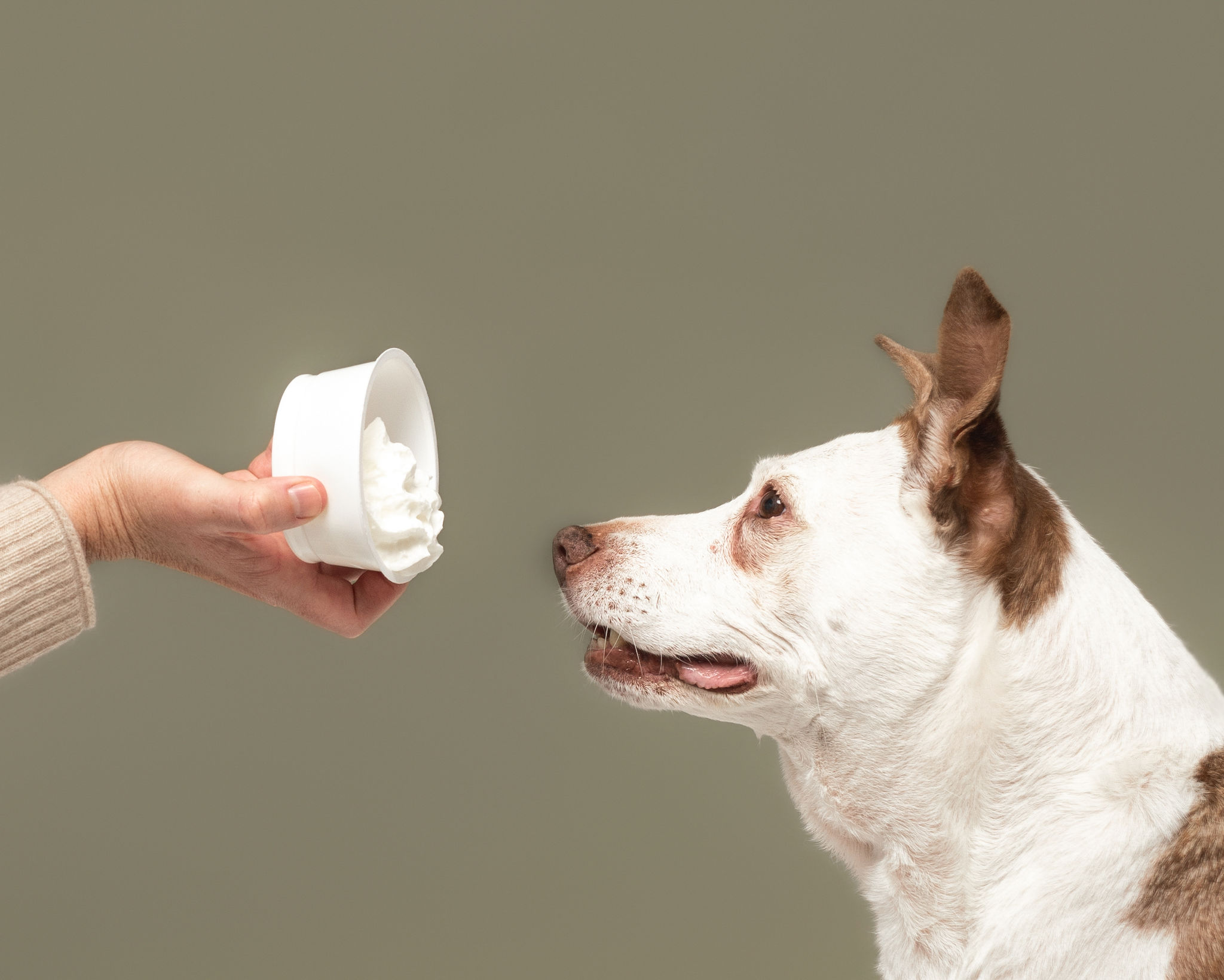 Senior dog Moxie looking up at a pup cup treat during a studio session