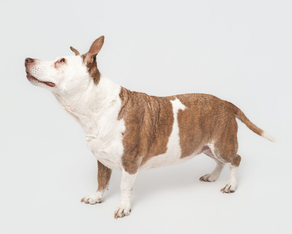 Senior dog looking up at her owner during a studio session