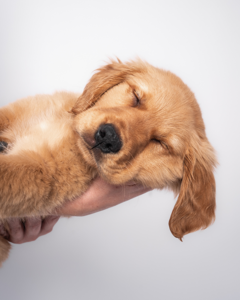Sleeping golden retriever puppy held in hands during a newborn style puppy photoshoot