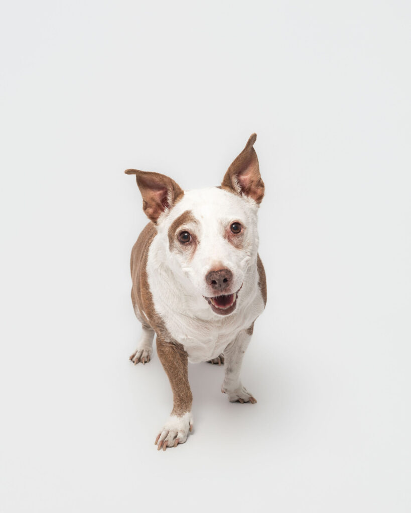 Close-up of senior dog with soft expression and natural lighting
