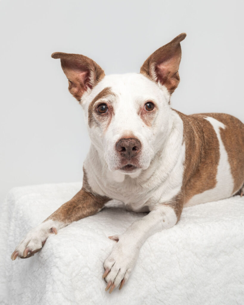 Tan and white senior dog portrait with soft studio lighting