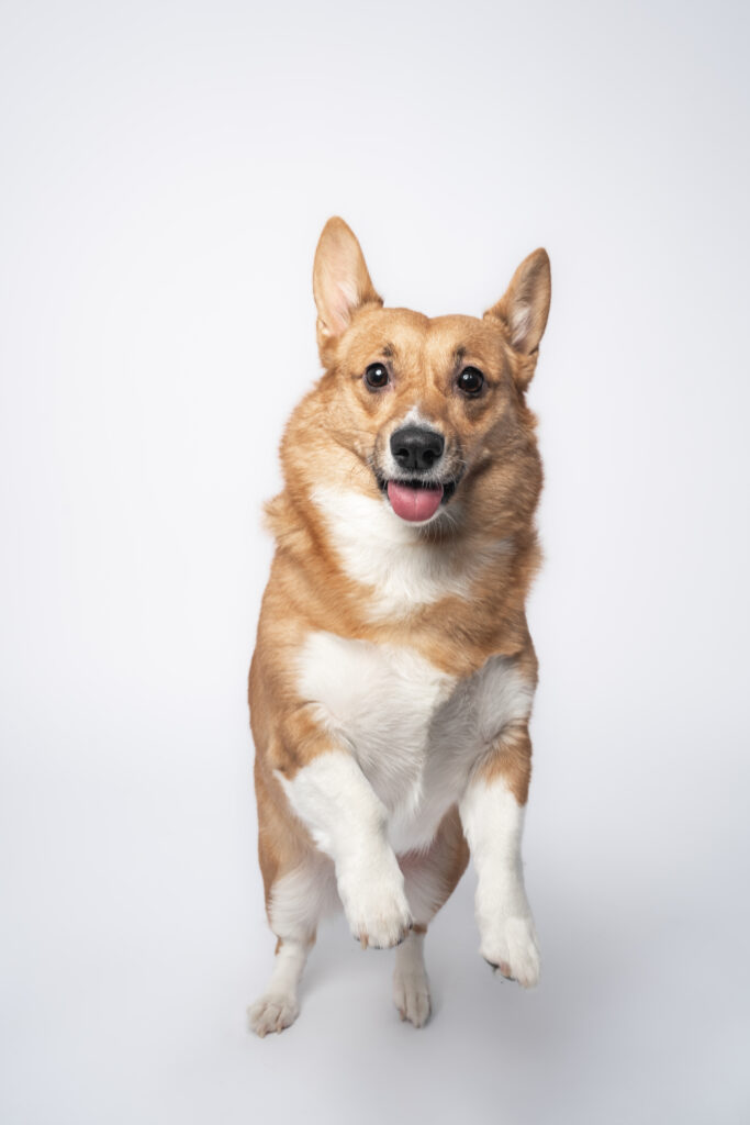 corgi jumping and playing during photo shoot