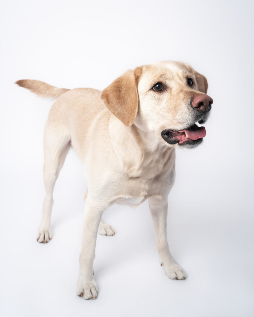 yellow lab in photography studio on white backdrop