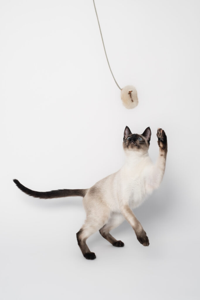 siamese cat playing with toy cat photoshoot san diego