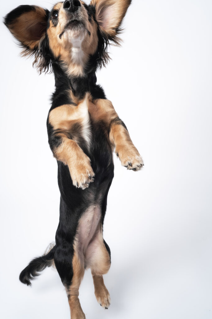 puppy jumping in dog photo studio