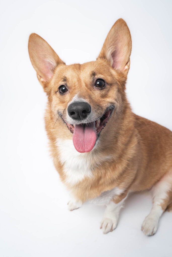 Dog friendly San Diego experience with a professional dog photoshoot