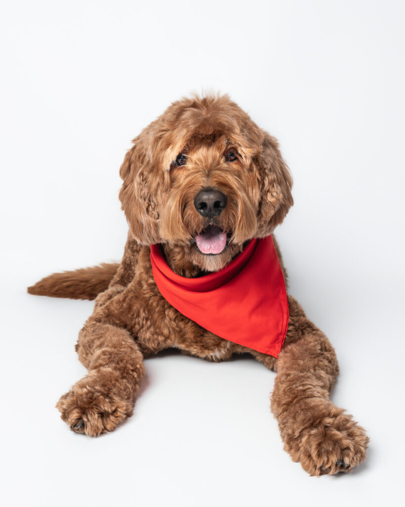 Professional dog photography studio in San Diego capturing a dog's personality