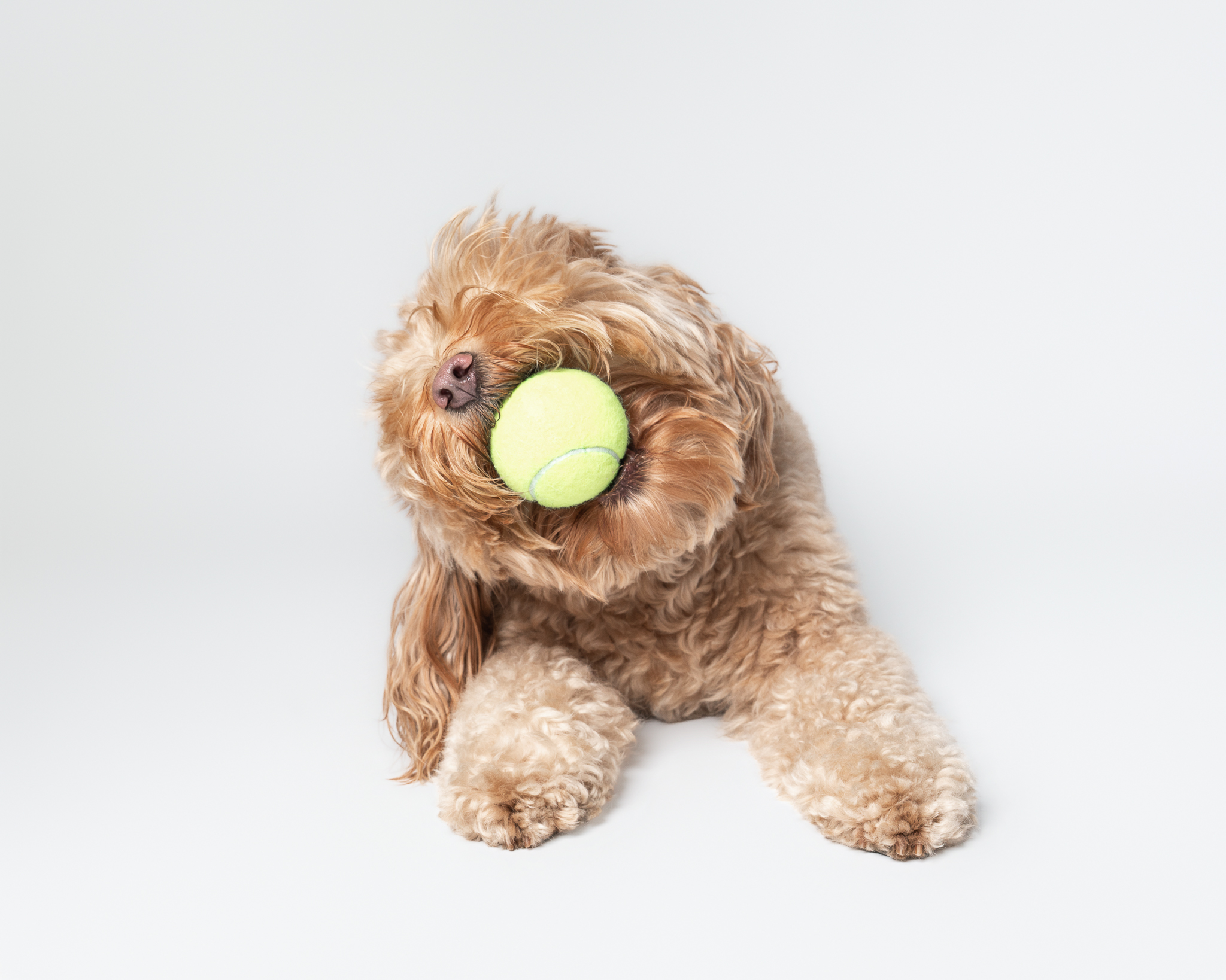 Happy dog holding a tennis ball in its mouth during a professional dog photography session in San Diego.