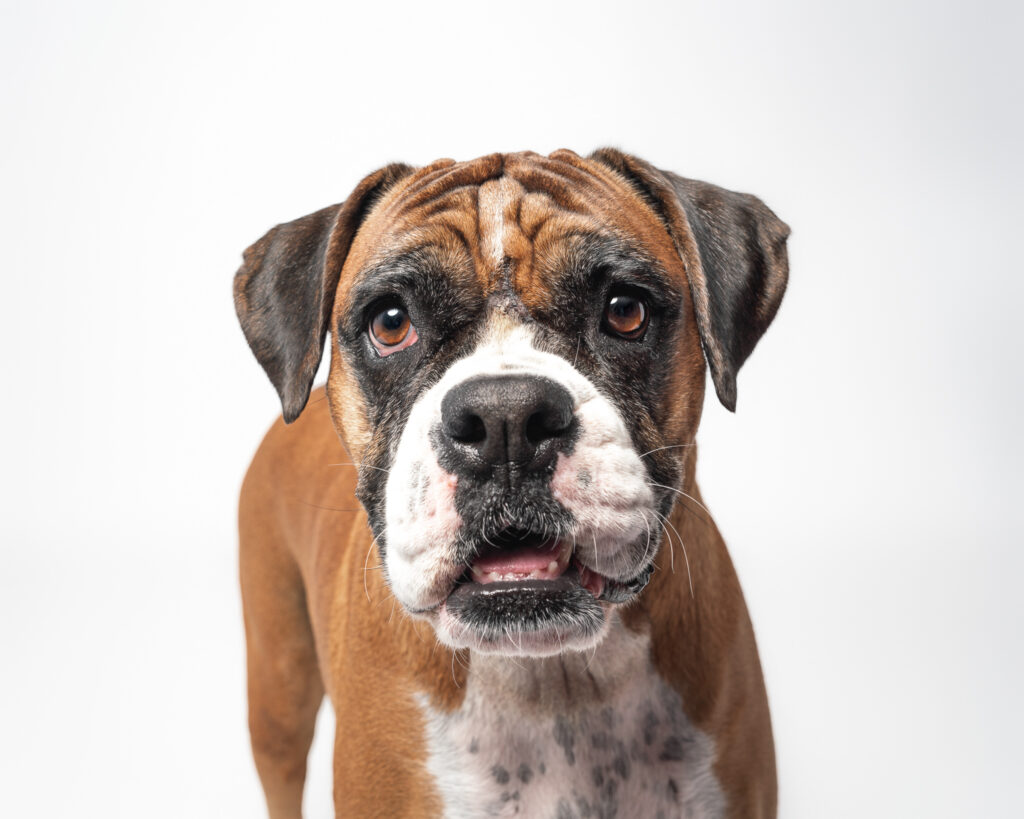 boxer dog during photoshoot