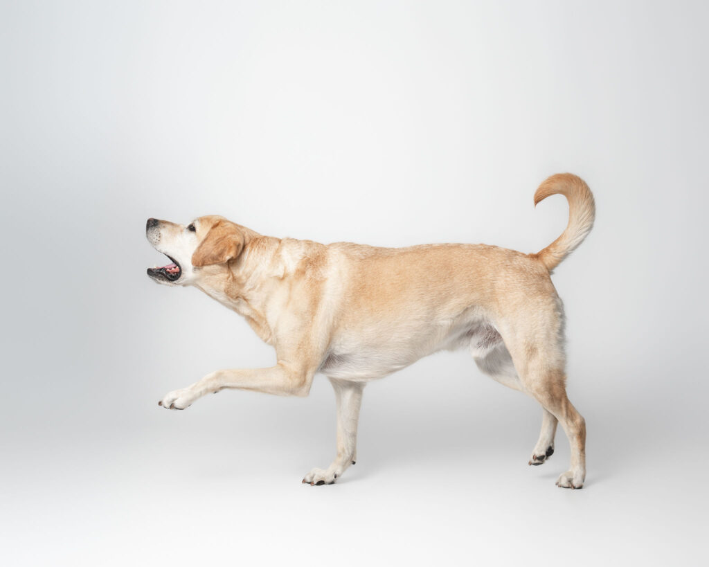 Dog friendly San Diego experience with a professional dog photoshoot