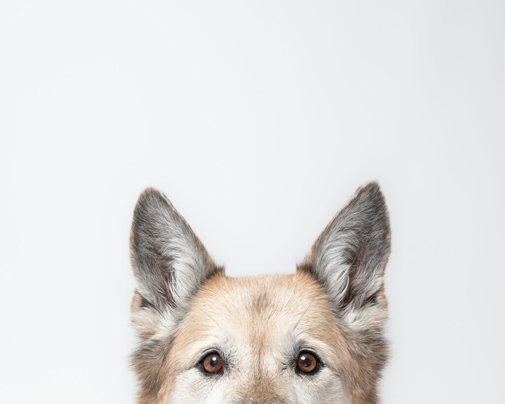 Professional fine art dog portrait created in a San Diego photography studio