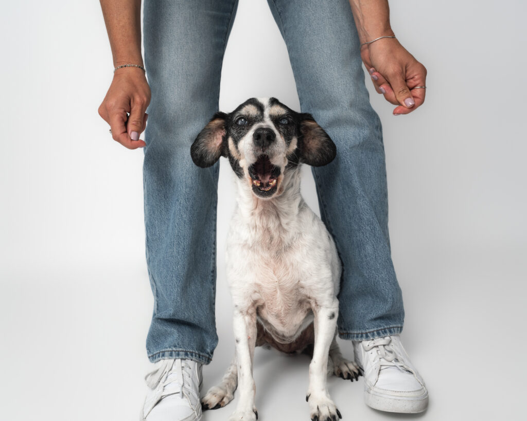 Professional photos with your dog at a San Diego pet photography studio