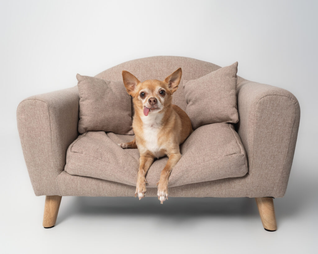 Small dog photographed in a private San Diego dog photography studio